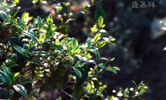 最原生态的普洱茶秘境茶园勐宋那卡