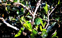 滑竹梁子普洱茶,“原始森林的味道”