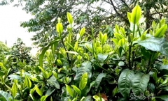 云南:普洱茶的理想栖息地