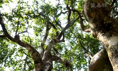 哆依树，易武国有林最高高杆古树