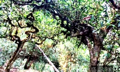 大平掌：景迈大寨最出名的古树茶园